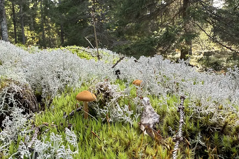 Natur att lägga märke till
