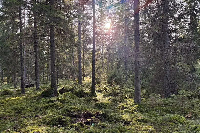 Skog i Vallentuna med granar och mossa där Allemansrätten gäller