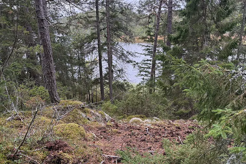 Utsikt mot Gissjön mellan träden