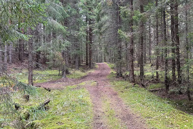 Skogsväg längs etapp 4