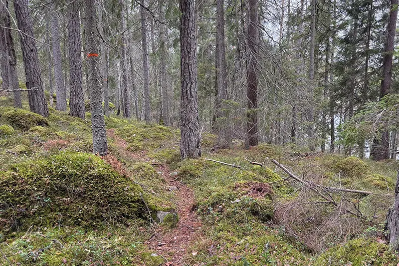 Stig i skogen ovanför Gissjön