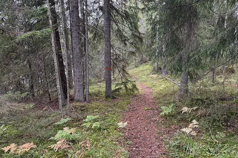 Stig i skogen intill Gissjön